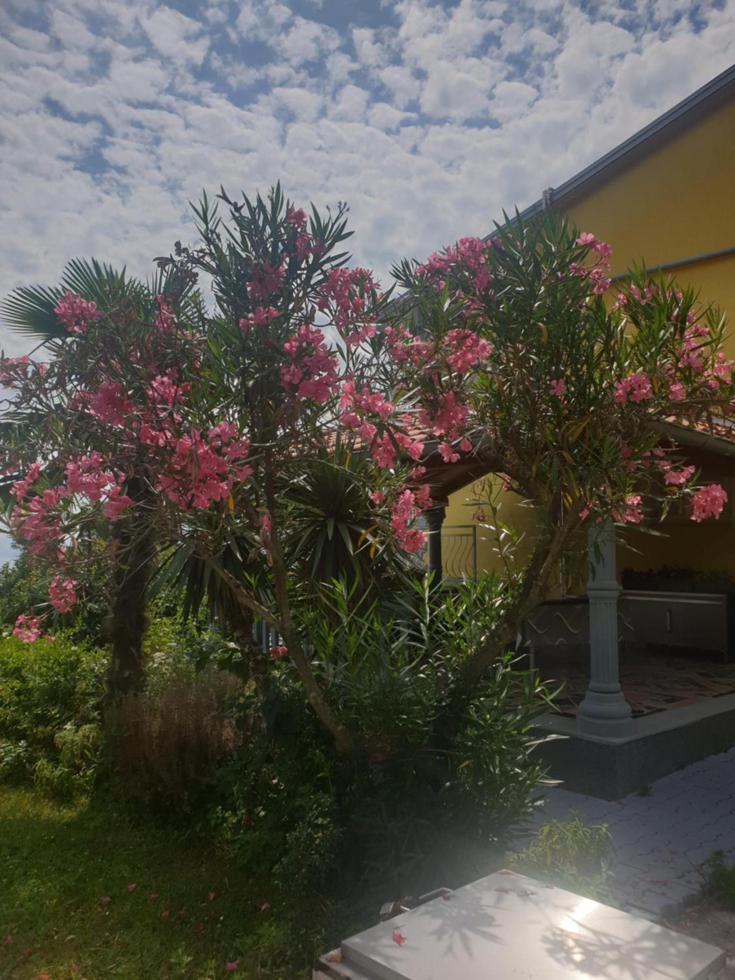 Apartmani Adria Opatija Buitenkant foto